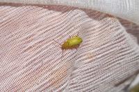 Cteniopus sulphureus