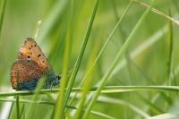 Lycaena dispar