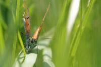 Lycaena dispar