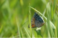 Lycaena dispar