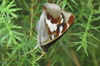 Apatura iris