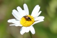 Stenurella bifasciata