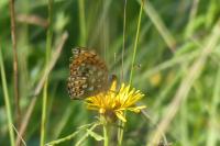 Speyeria aglaja