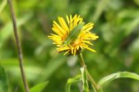 Ephippiger diurnus diurnus