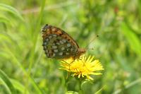Speyeria aglaja