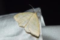 Scopula ternata