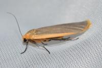 Katha depressa