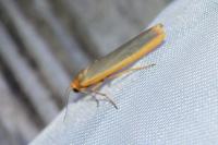 Manulea complana