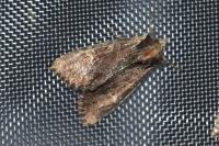 Apamea crenata