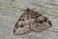 Triphosa dubitata