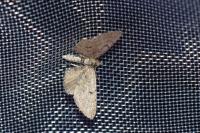 Eupithecia intricata