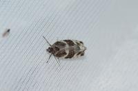Argyroploce bipunctana