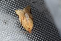 Paramesia gnomana