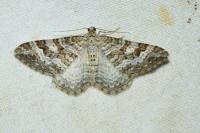 Xanthorhoe montanata