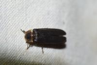 Lampyris noctiluca