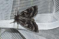Eurois occulta