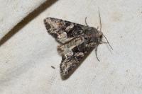 Lacanobia contigua