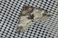 Perizoma juracolaria juracolaria
