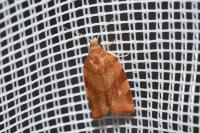 Pandemis cinnamomeana