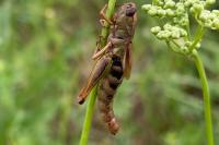 Stethophyma grossum