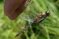 Somatochlora flavomaculata
