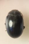 Phaedon armoraciae