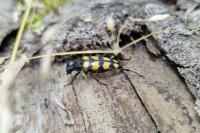 Leptura quadrifasciata