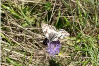Melanargia galathea