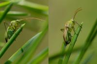 Adelphocoris lineolatus