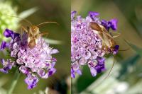 Adelphocoris lineolatus