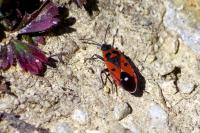 Melanocoryphus albomaculatus
