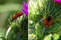 Deraeocoris ruber