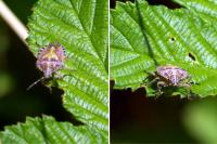Dolycoris baccarum