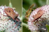 Coreus marginatus