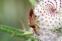 Gonocerus acuteangulatus