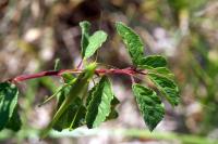 Phaneroptera falcata