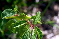 Phaneroptera falcata