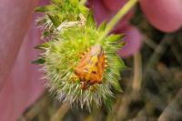 Carpocoris purpureipennis