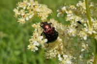 Gnorimus nobilis