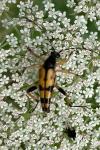 Rutpela maculata