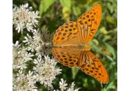 Argynnis paphia