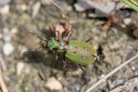 Cicindela campestris