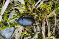 Ablattaria laevigata