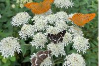 Argynnis paphia