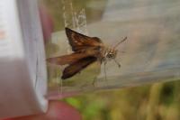 Thymelicus acteon