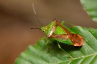 Acanthosoma haemorrhoidale