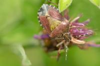 Dolycoris baccarum