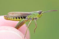 Pseudochorthippus parallelus parallelus