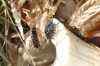Thanatophilus sinuatus