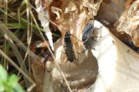 Ontholestes murinus